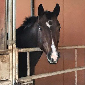 Meet your Posher, Jeanine